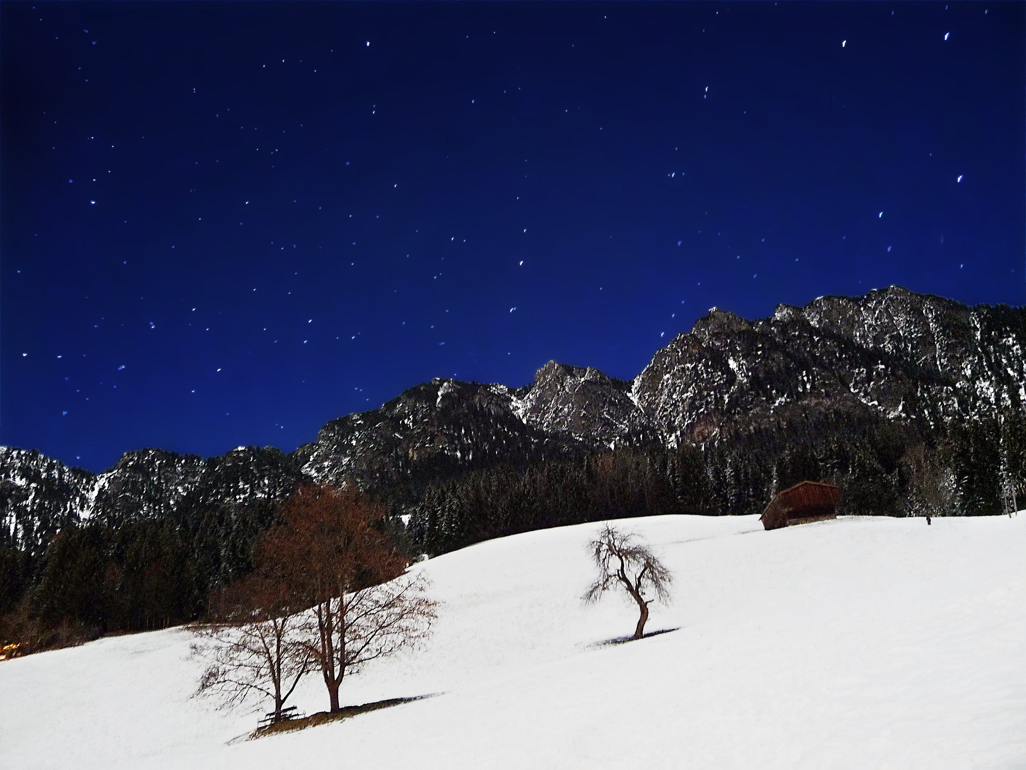 The Great Bear and the Tree - 2, Alpbachtal