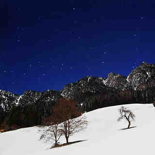 The Great Bear and the Tree - 2, Alpbachtal