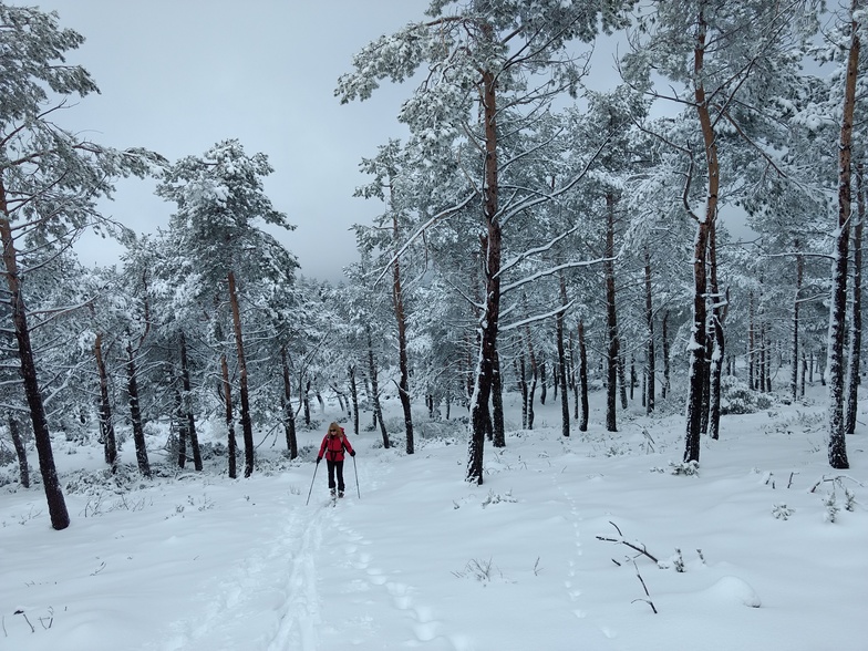 Bosque, Manzaneda