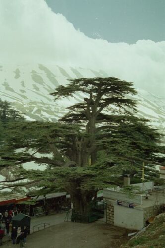 Cedrus libani, Cedars