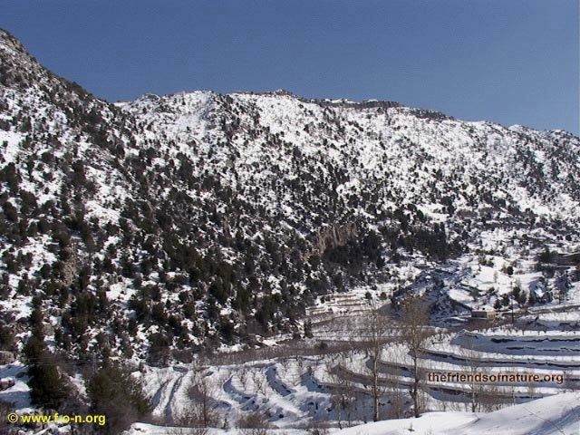 Another pic from Laqlouq, Lebanon, Cedars