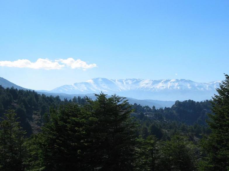 Qamouaa mountains in the horizon, Cedars