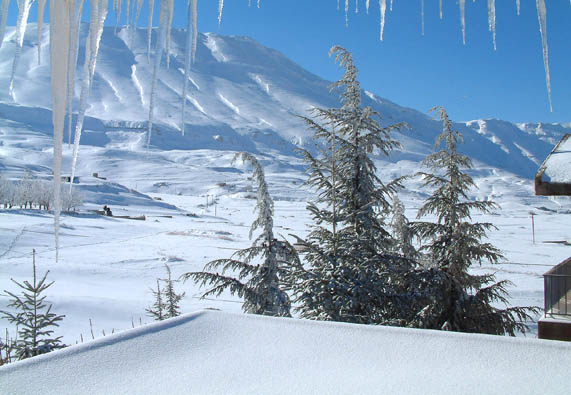Cedrus libani, Cedars