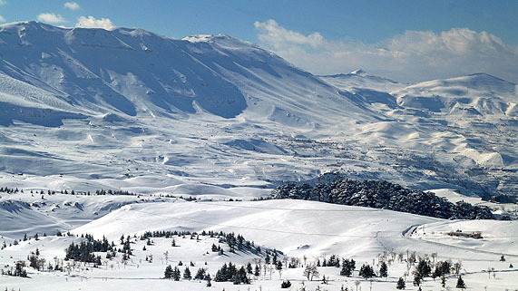 Cedars forest