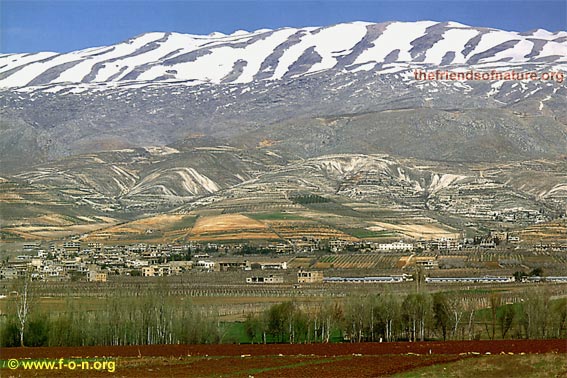 Springtime picture, Laqlouq