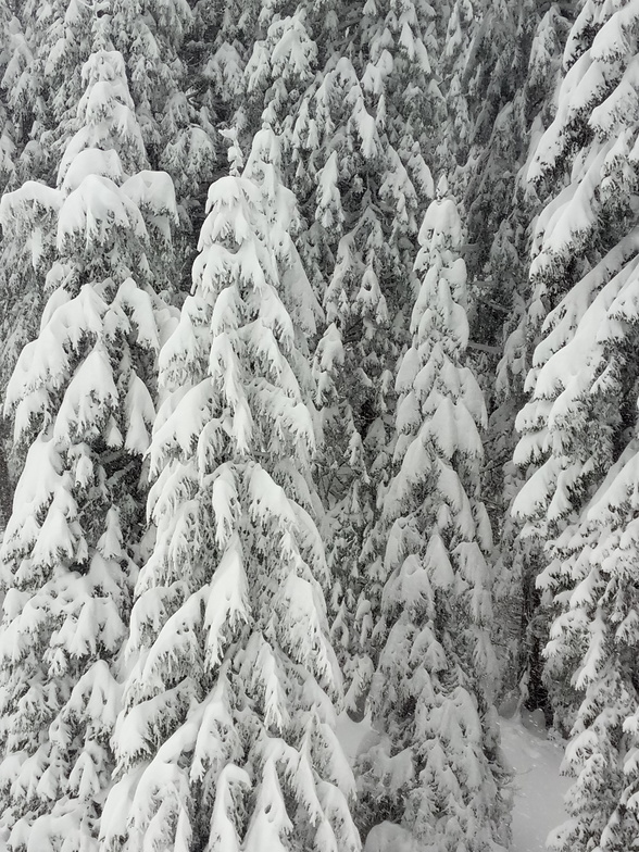 Full of snow, Rogla