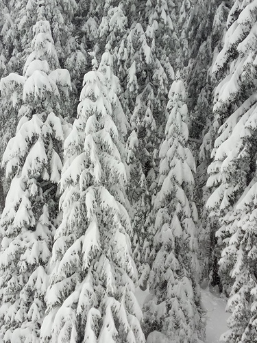 Rogla Ski Resort by: jeno