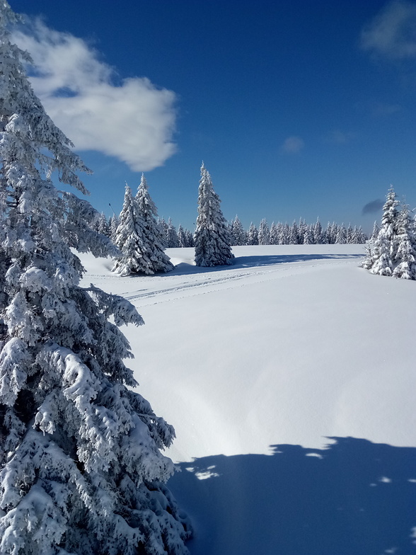 Picture perfect snow, Rogla