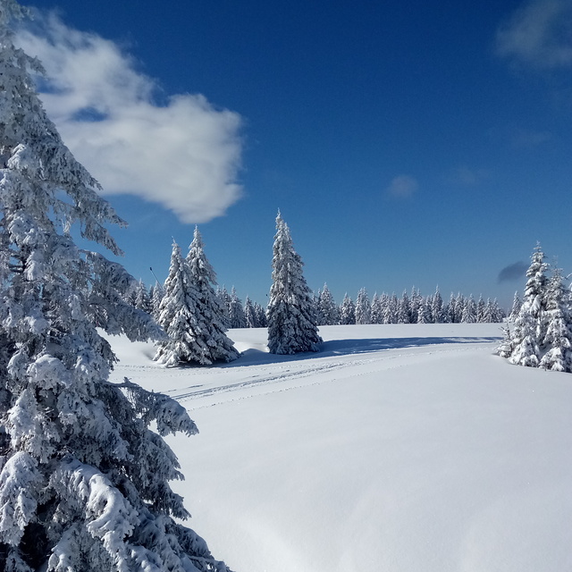 Picture perfect snow, Rogla