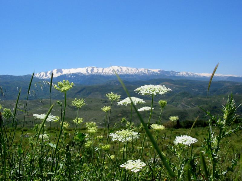 Spring in North Lebanon, Laqlouq