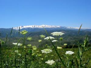 Spring in North Lebanon, Laqlouq photo