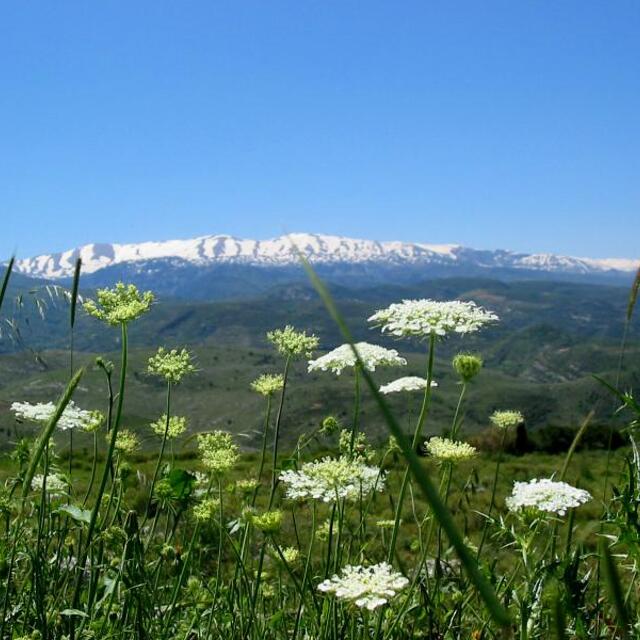 Spring in North Lebanon, Laqlouq