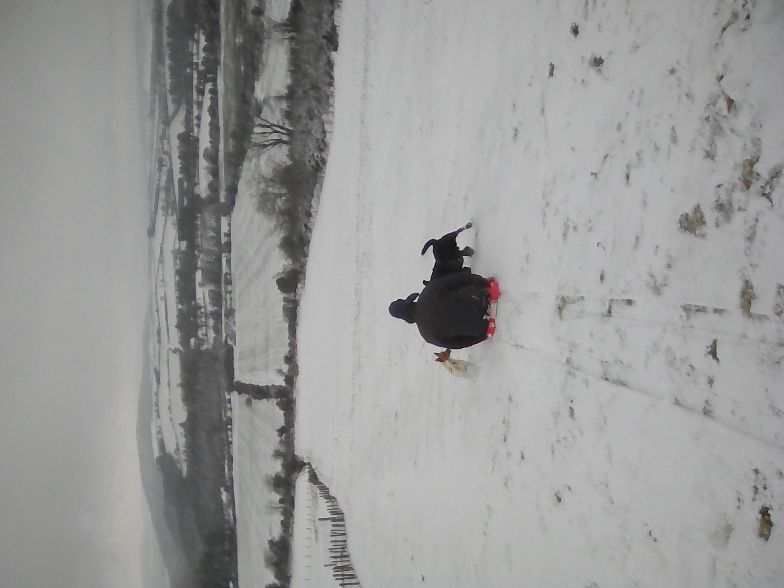 Gone to the dogs ;-), Knockanaffrin (Comeragh Mts)
