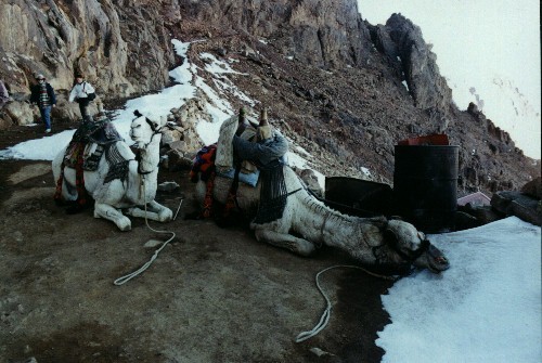 Thirsty camels, Egypt, Jabal Katherina