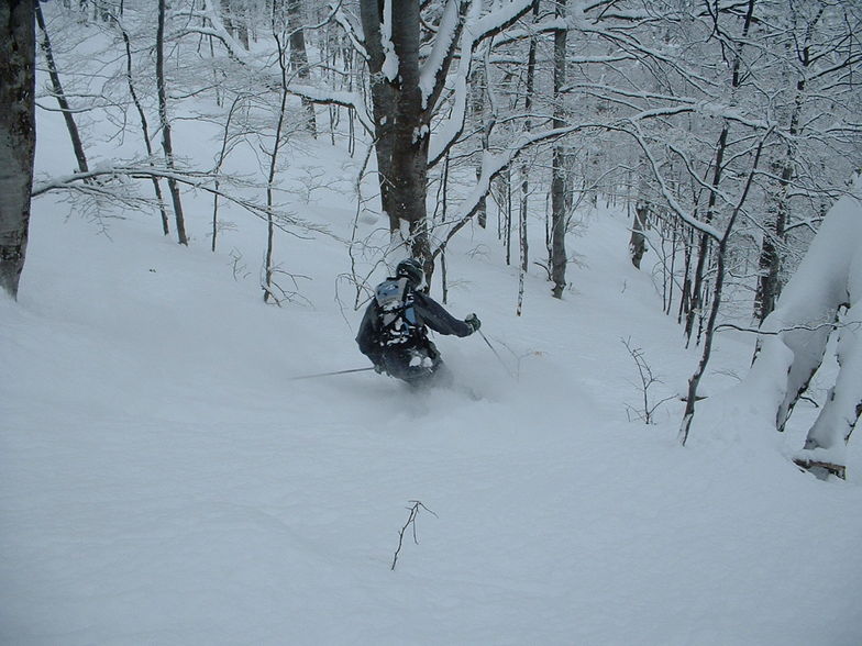Dive and first track in one of the many virgin forests..., Vitosha
