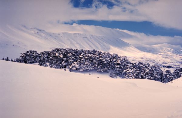 The cedars,lebanon