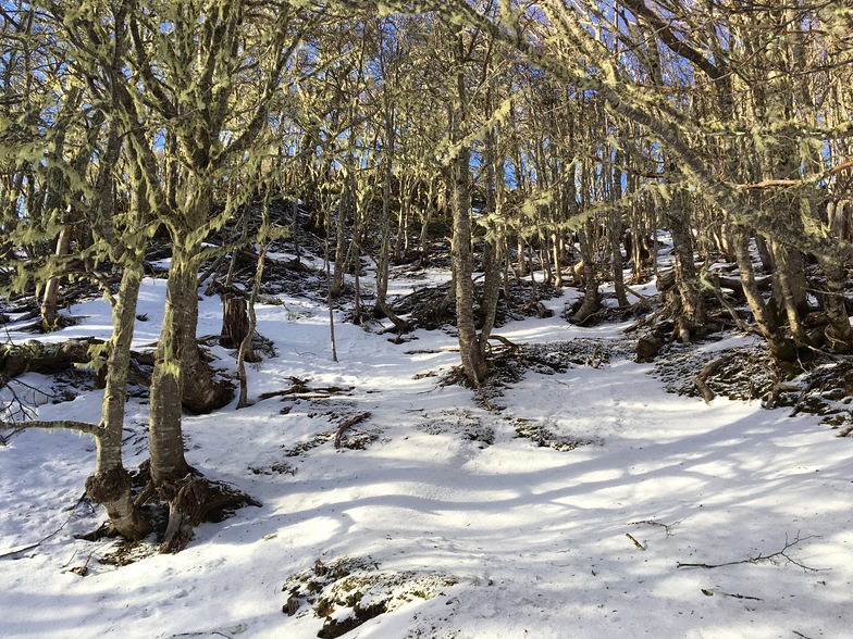 Bosque del Parque Japones, Cerro Mirador