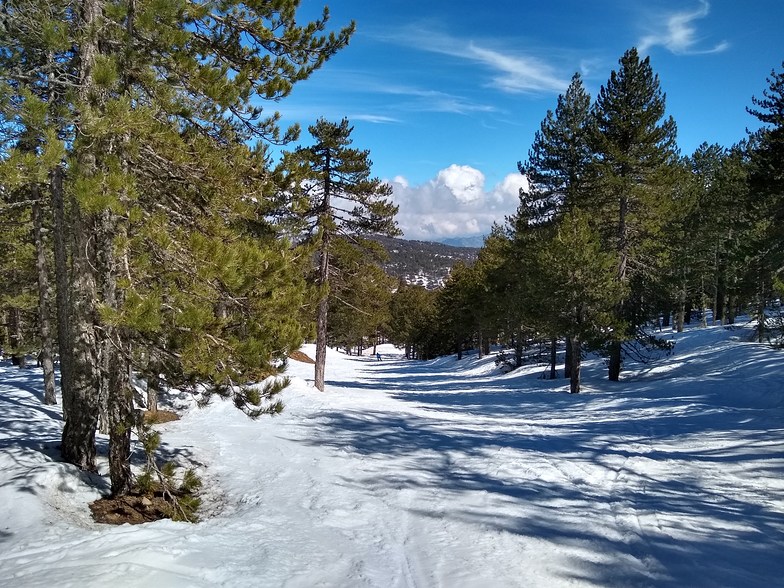 Through the trees to the Hera lift., Mt Olympus