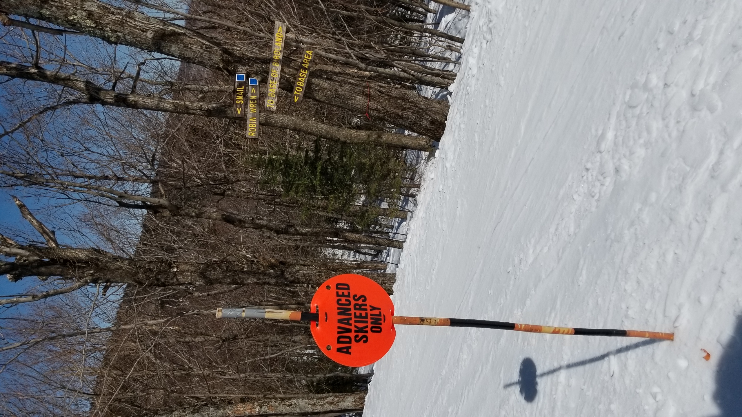 Birdland, Mad River Glen