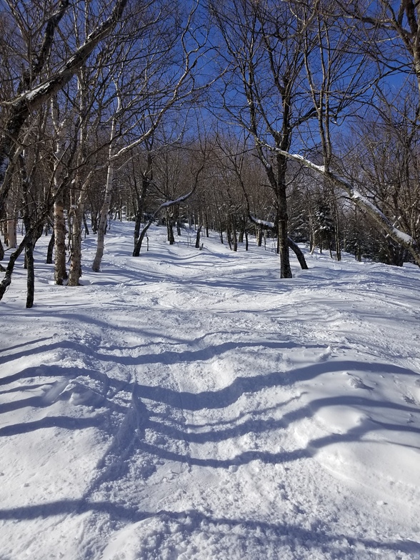 Woods, Jay Peak