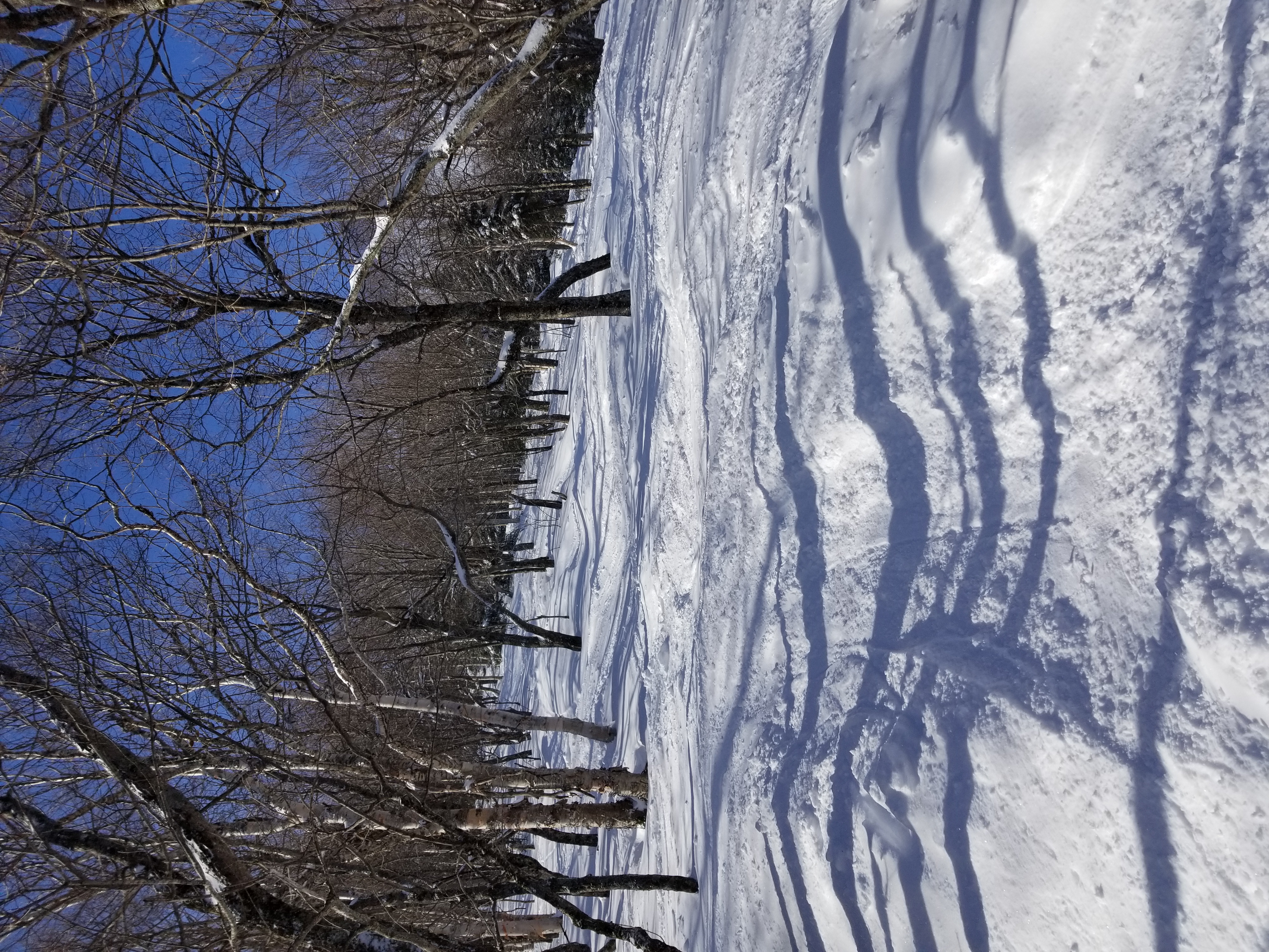 Woods, Jay Peak