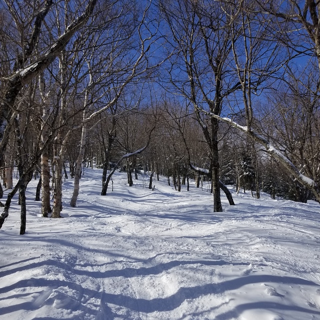 Woods, Jay Peak