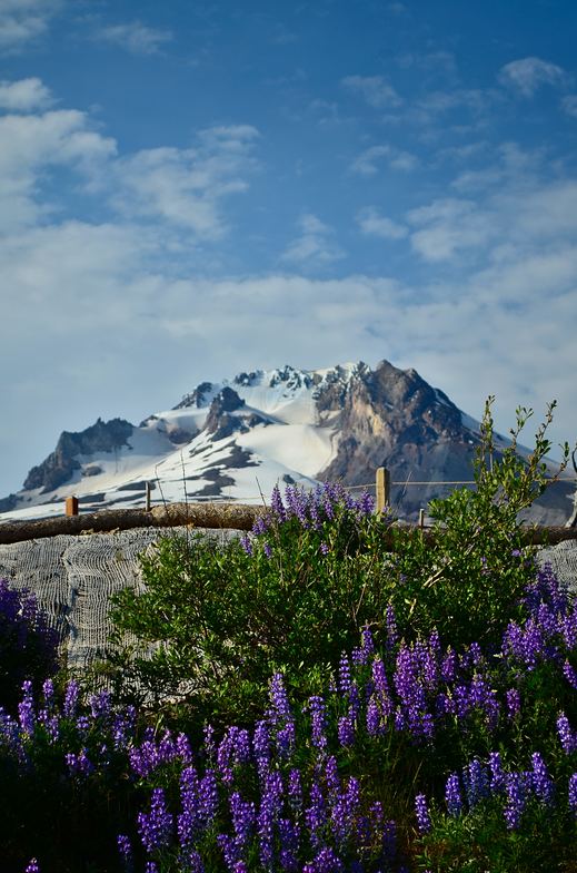 Timberline