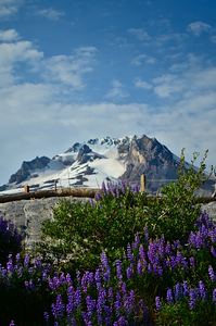 Timberline photo