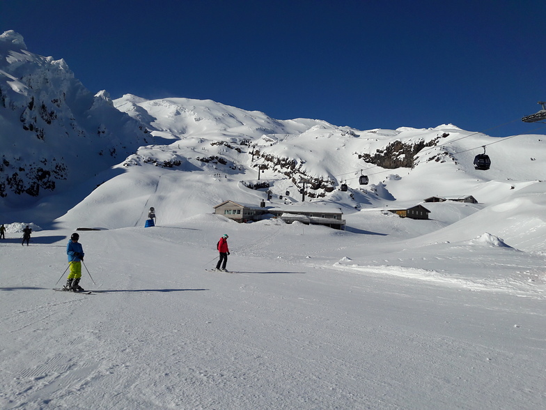 Bluebird again, Whakapapa