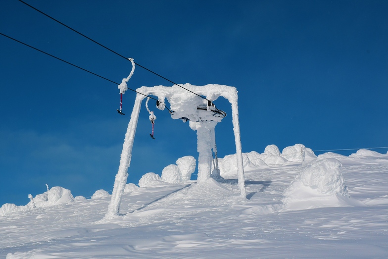 big white
