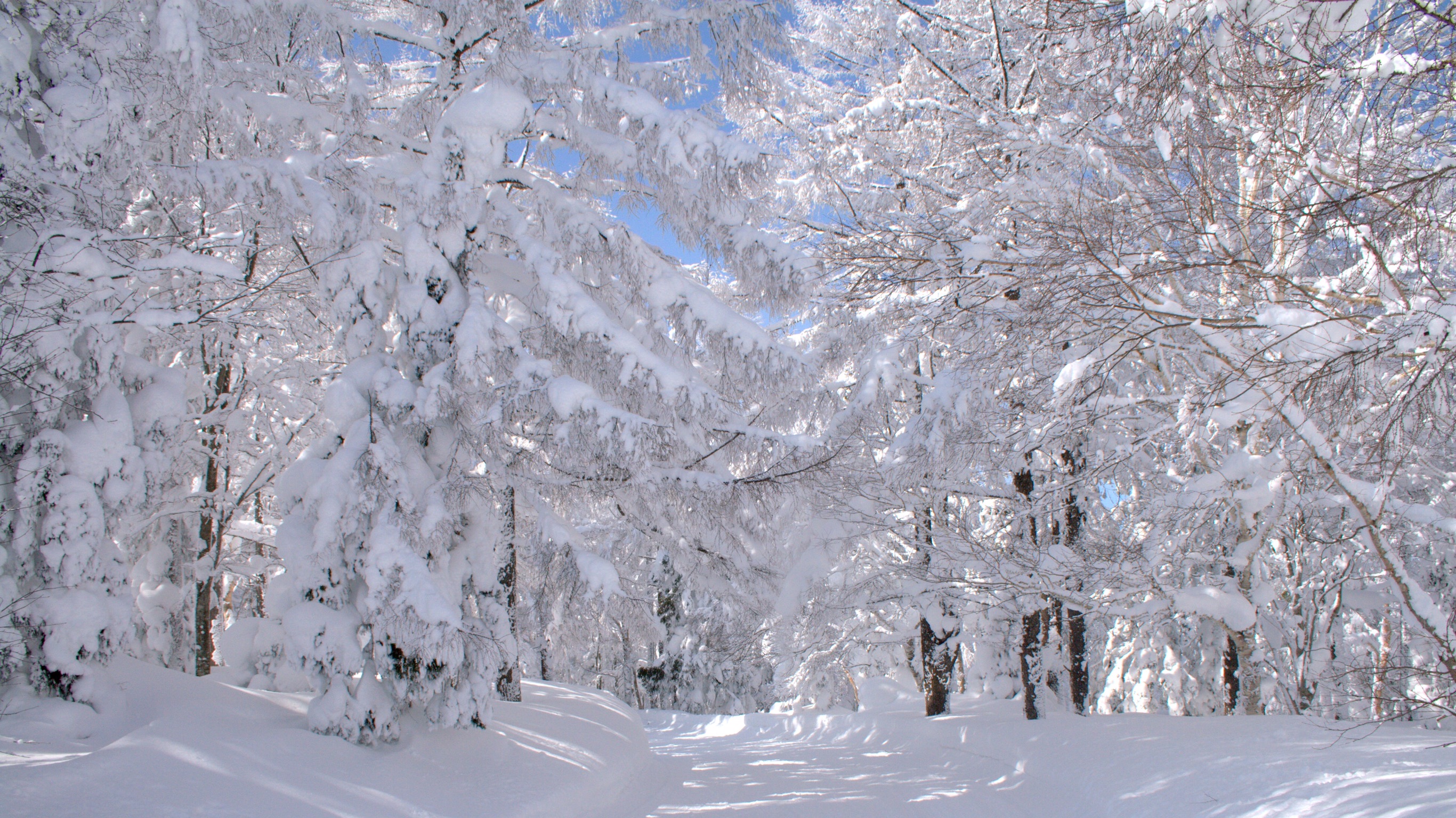 Winter Wonderland., Nozawa Onsen