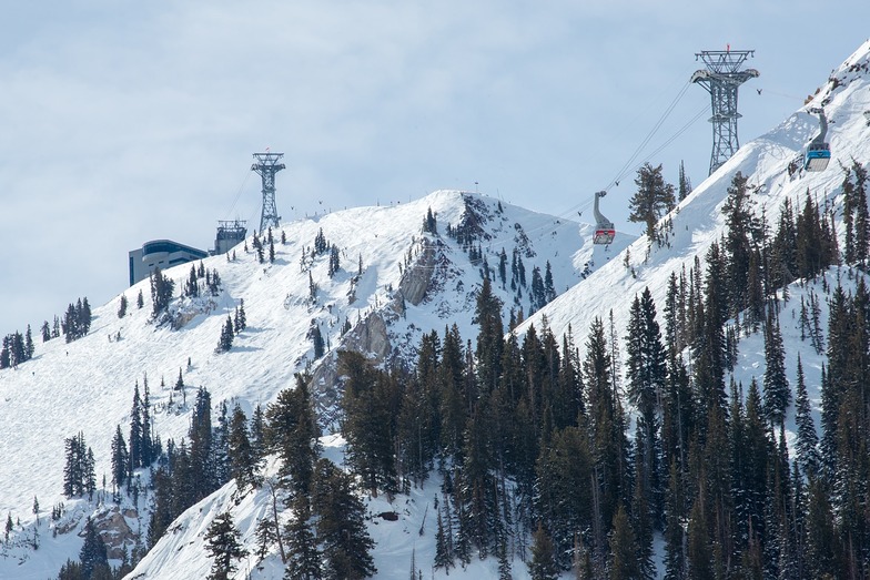 Snowbird