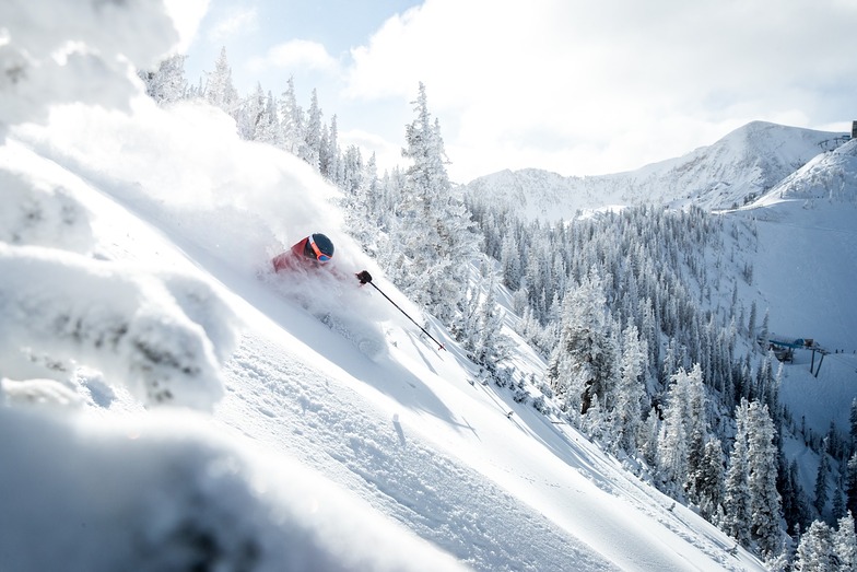 Snowbird
