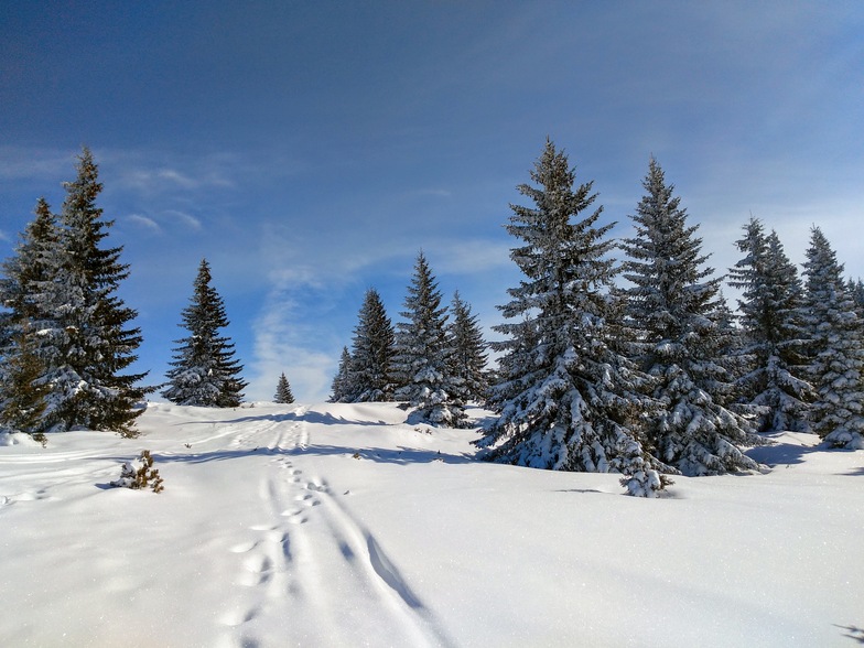 Koniarnika, Vitosha