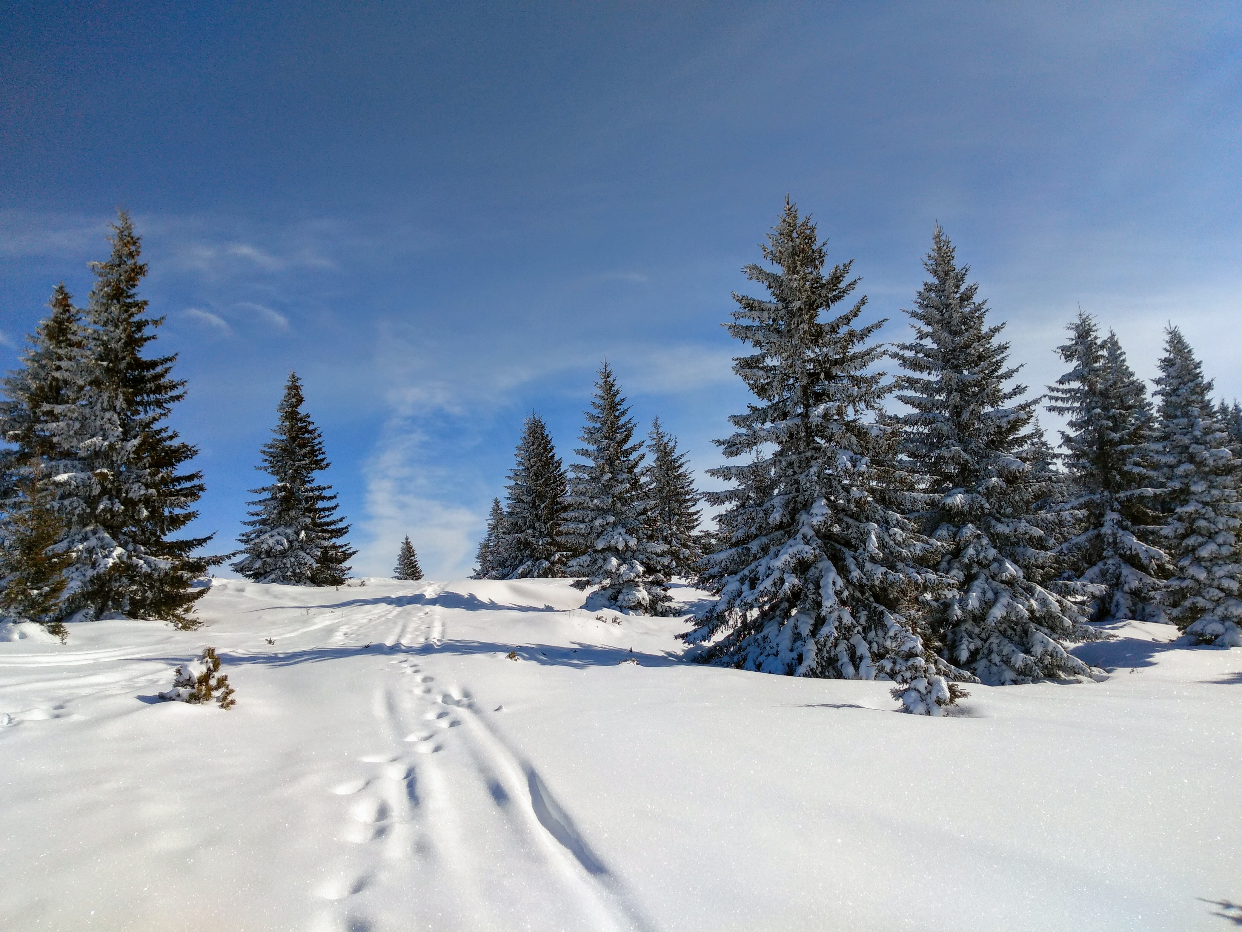 Koniarnika, Vitosha