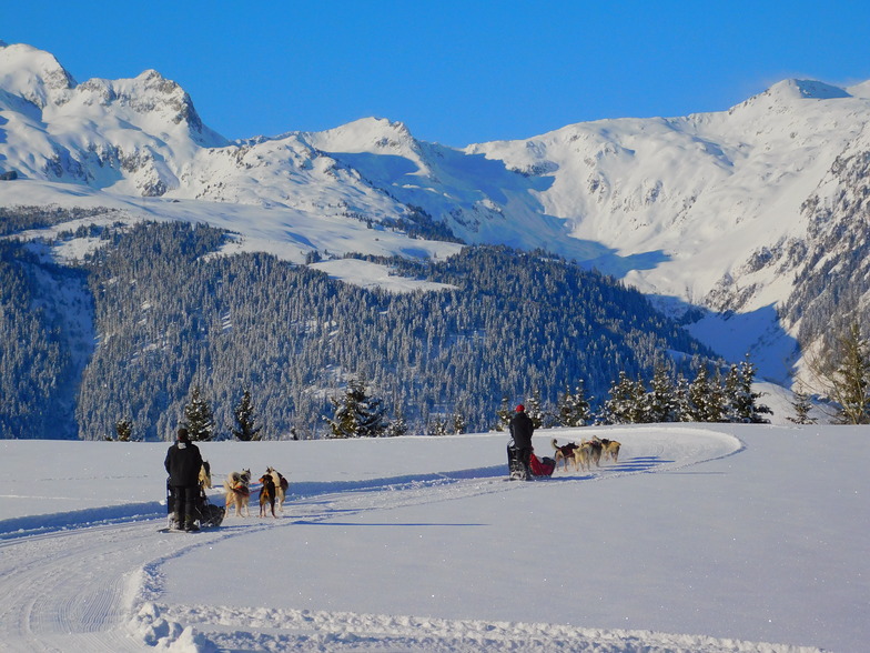 Valmorel-les chiens de traîneaux