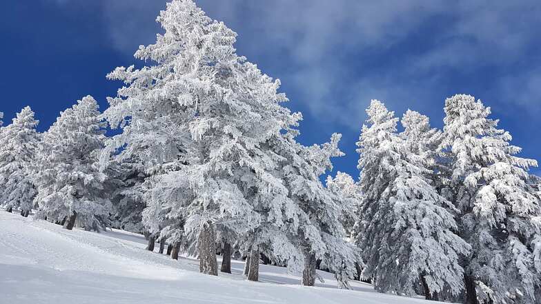 Into the woods, Kalavryta Ski Resort