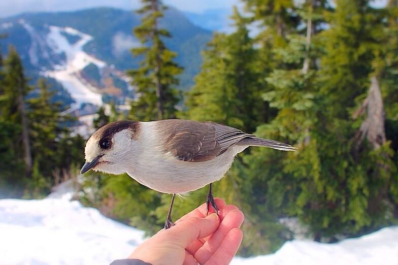 Whiskey Jack with down hill area in back ground., Cypress Mountain