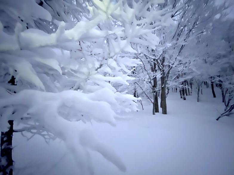 trees after the storm, Nozawa Onsen