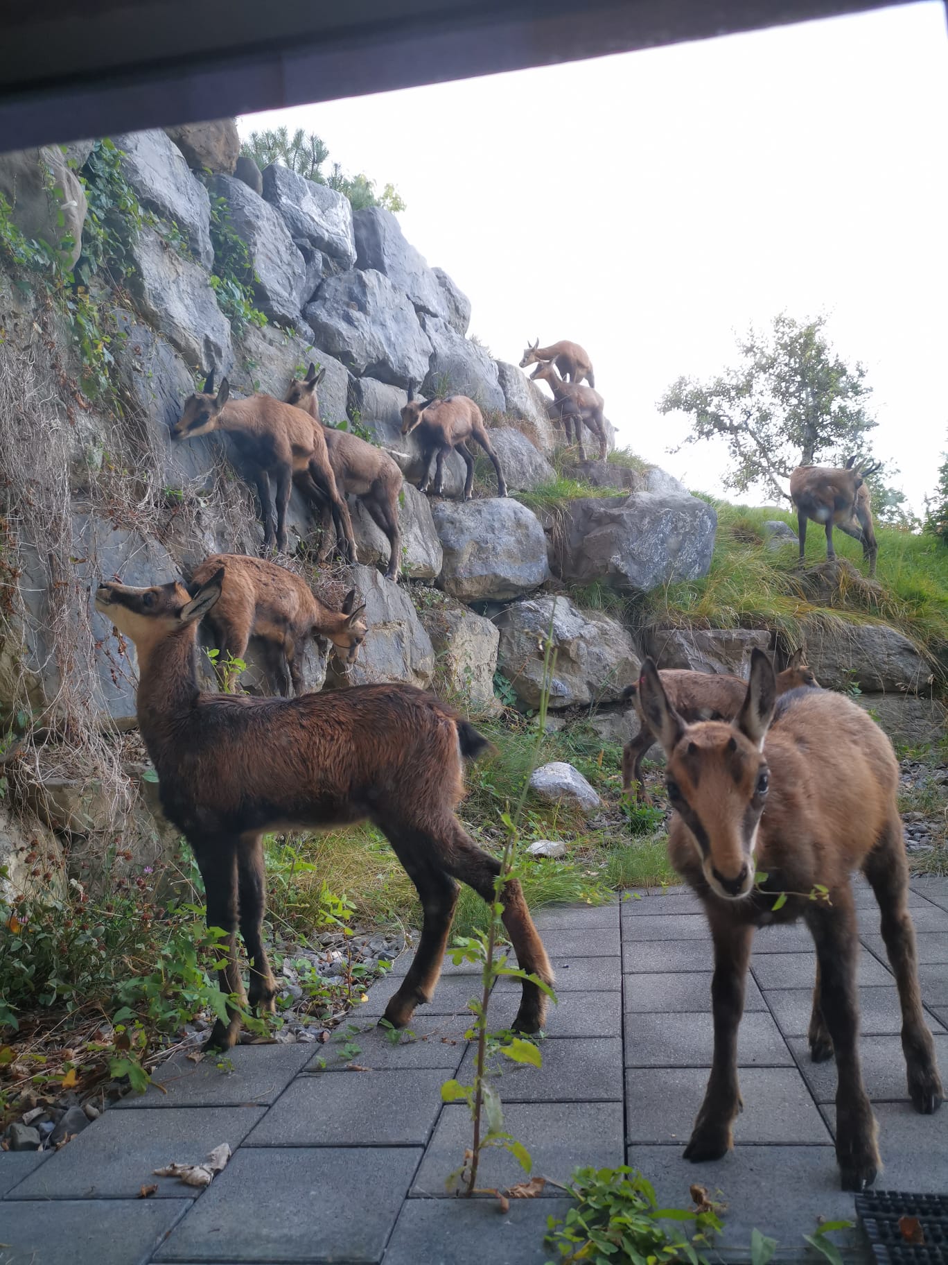 Chamois, Villars