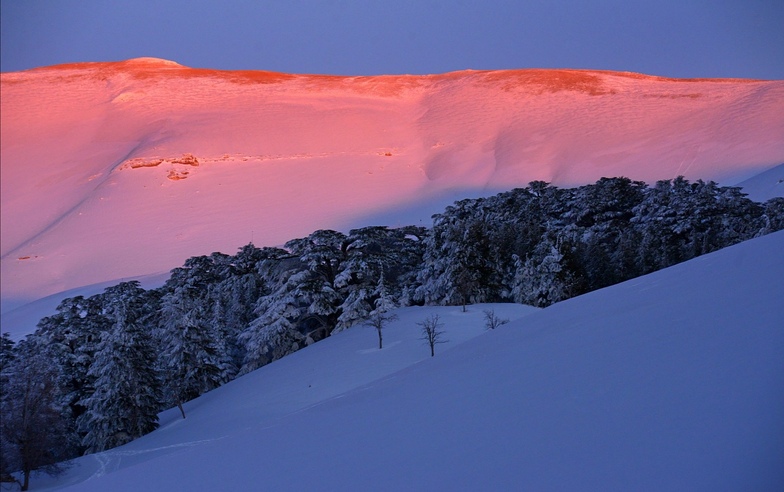 LEABNON RED HEAD MOUNTAIN, Cedars