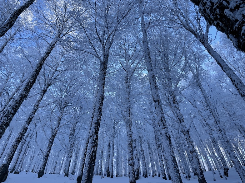 the  magic wood, Roccaraso