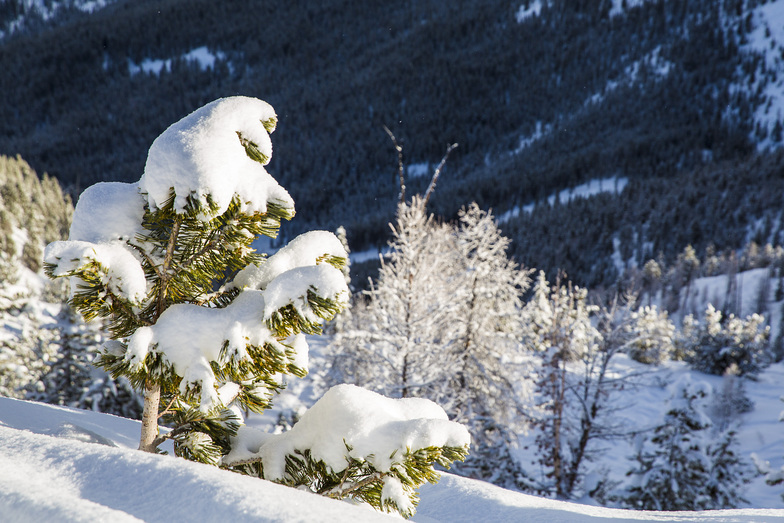 Bluebird Day in the Taynton Bowl, Panorama Mountain Resort