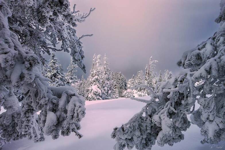 белият чар на Витоша, Vitosha