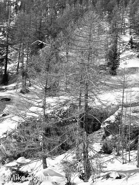 Winter Trees, Furi, Zermatt