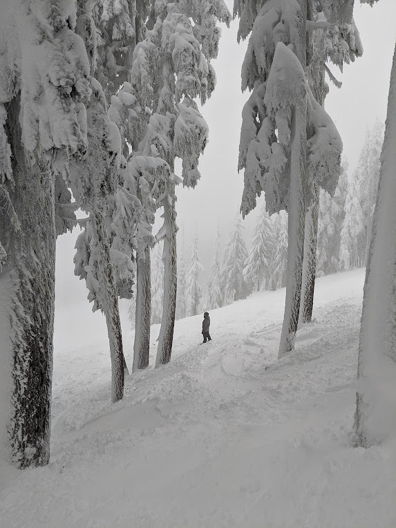 Trees, Mount Washington