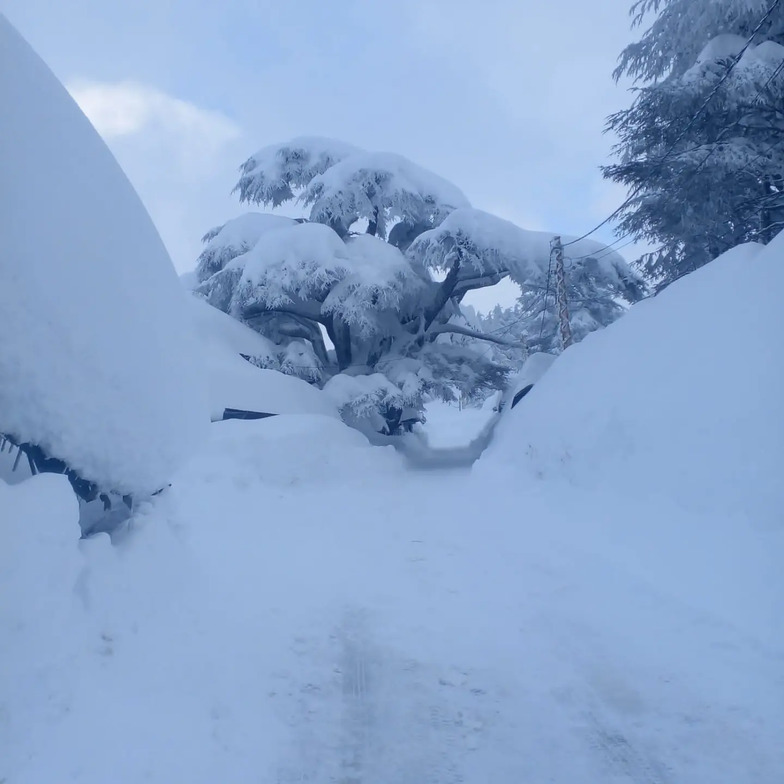 Cedars of God