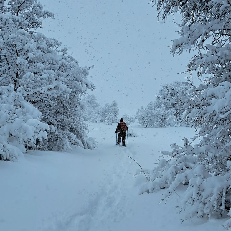 PLATEAU OF THE CEDARS