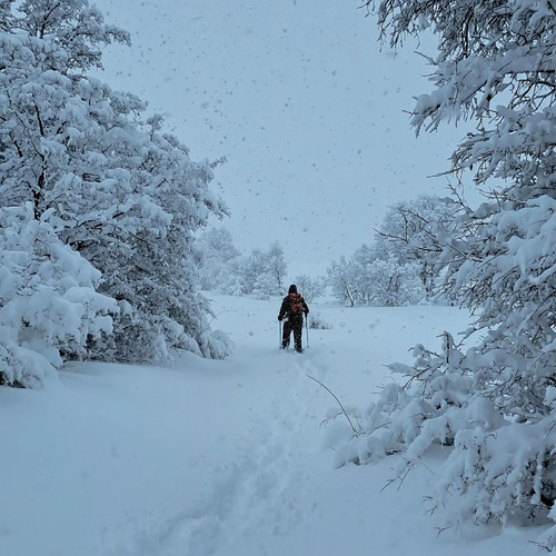 Cedars Ski Resort by: Michel Massoud