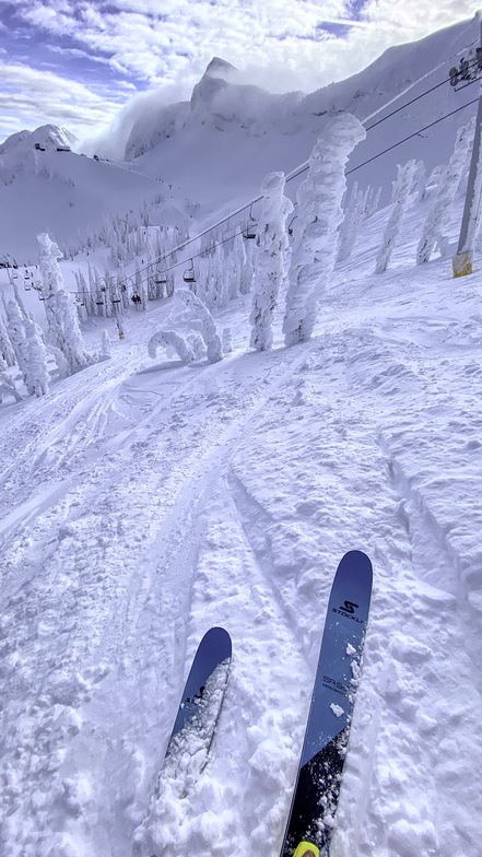 Down in the magic snow pine forest, Fernie